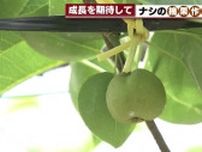 愛知県生まれのナシ「陽水」　上野気象予報士が東谷山フルーツパークで摘果作業を体験　収穫は9月頃