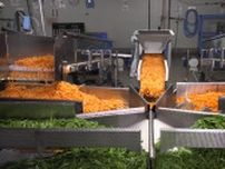 カット野菜の工場に潜入　岐阜県養老町「サラダコスモ」の驚きのカット技術　キャベツは0.2ミリ幅も可能