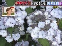 約5万株のアジサイが咲き誇る！　蒲郡市で「あじさい祭り」が開催　夜はライトアップして幻想的な風景に