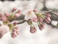 桜前線が北海道へ　松前町でソメイヨシノ開花