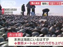 【海に異変】なぜ?イワシの大群や大量のホッキ貝、ホタルイカも...日本各地で大量発生