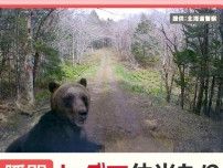 北海道のクマ被害 半数は山菜・キノコ採り　えさのブナの実“凶作年” 石川で警戒令も