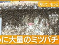 東京タワー近くのオフィス街に「ハチの大群」　“引っ越し途中”か周囲を規制
