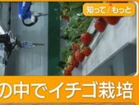 日本発イチゴがアメリカで大人気　巨大工場稼働で収穫量20倍「高品質でオンリーワン」