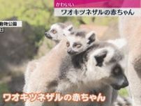 かわいいワオキツネザルの赤ちゃんが人気（静岡・伊東市）