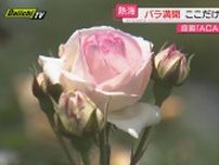 【見頃】“海と空を借景”優雅に咲き誇る春バラ…１３のテーマガーデンで来園者を魅了（静岡・熱海市）