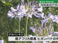 初夏の訪れを告げる　500本のアガパンサスの花　咲く（静岡・藤枝市）