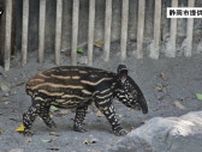 「日本平動物園」で誕生のマレーバクの赤ちゃん１４日から一般公開…合わせて「名前投票」実施へ（静岡市）