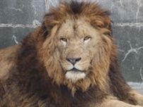 勇姿は６日に公開　「百獣の王」が徳山動物園に帰ってきた！山口県周南市