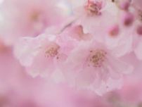 シダレザクラが七分咲き　並木通りで4月いっぱい楽しめる　山中湖・花の都公園