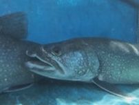 外来魚「レイクトラウト」の生息調査開始　発信器を体内に入れ産卵場所を探る　山梨・本栖湖