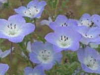 “可憐”なネモフィラが見頃に　花壇一面を淡い青色に染める　山梨・富士川クラフトパーク
