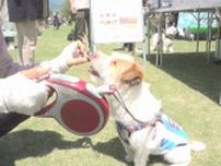 愛犬と楽しむ新緑祭り　ワンワンフェスタ　誘惑に負けず飼い主のもとに向かうレースも