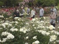 約1300本のバラが見頃　甘い香りに包まれながら　芸術の森公園でバラツアー