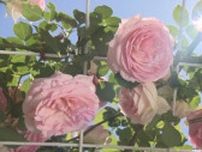 園内を甘い香りで包む　約500株のバラが見頃　甲州市の観光庭園