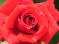 甘い香りが園内包む　1200種類の世界のバラが見頃　山梨・ハイジの村