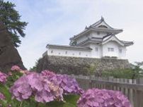 城址を彩るアジサイ　ピンクや白、紫など300株が鮮やかに　山梨・舞鶴城公園