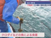 不漁続く佐渡のカキ養殖 広島から稚貝仕入れ 対策は【新潟･佐渡市】