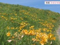 佐渡の景勝地でトビシマカンゾウが見頃−初夏の黄色いじゅうたん広がる【新潟･佐渡市】