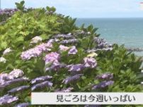 日本海を望む高台に1500株 色鮮やかなアジサイが見ごろに【新潟･糸魚川市】