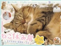 大人気イベント「ねこ休み展」多摩に初上陸！スター猫写真＆癒やしの猫グッズが大集合