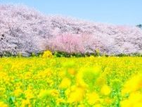 2024桜シーズンスタート！今週末(3月23日・24日)に開花〜満開を迎えそうな全国のお花見名所ガイド
