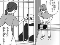 日本で初めて「パンダの採血」に成功！“スーパーパパパンダ”が切り拓いたパンダの健康管理法とは【独占取材】