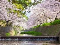 今週末(4月13日・14日)の桜見頃はここ！東・西日本の7分咲き〜満開を迎えるお花見名所ガイド