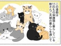 11匹の保護猫と暮らすユーチューバーの日常を漫画に。「かわいさだけでなく、悲しい実情も届けたい」