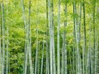 竹と笹の違いとは？　大きいのが竹とは限らない　七夕豆知識