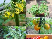 初心者でも挑戦しやすい！【家庭菜園】ミニトマトを育てて収穫&キッズクッキングレシピ3選