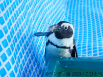夏にぴったり“ペンギン×金魚”癒しの納涼アートが集結「ペンぎょ展 2023」6/30(金)〜開催！動画や限定グッズも登場
