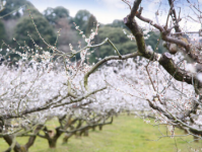 滋賀 寿長生の郷にて梅林一面に咲き誇る城州白を堪能できる 「花の宴 梅まつり2024」が2月23日(金・祝)より開催