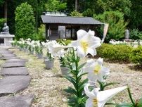 西郷隆盛ゆかり「えらぶゆり」が見頃　酒田・南洲神社で初の「まつり」、鉢植え並ぶ