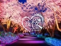 よみうりランド、咲き誇る桜がライトアップ！60周年特別バージョンの「夜桜ジュエルミネーション」3月19日より開催