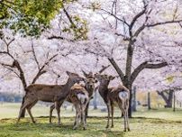 奈良観光モデルコース完全版｜3日間で巡る歴史・自然・アートの旅