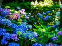 【6月〜7月が見頃】色鮮やかな紫陽花を見にでかけよう！関西の紫陽花スポット5選＜京都・大阪・奈良＞