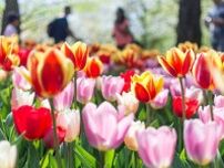 花咲く春にオランダ＆ベルギーを訪れる旅｜おすすめ観光スポット一挙紹介