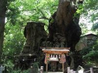 【静岡】パワースポット來宮神社を訪れて、歴史ある熱海温泉で癒やされる旅へ