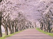 【山梨】春のお散歩に最適！甲府盆地の桜並木スポット9選