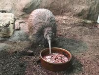 天王寺動物園で４２年、キウイ「ジュン」死ぬ…国内の動物園では「プクヌイ」１羽に