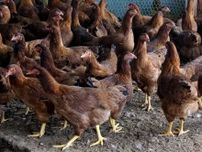 比内地鶏３００羽死ぬ、周囲にクマの足跡…驚いて大半が圧死か