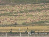 北朝鮮　昨年の稲作面積１．１％減＝韓国の７５％