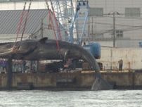 【速報】費用が4倍に…迷いクジラ「淀ちゃん」処理めぐる住民訴訟始まる　大阪市は争う姿勢　大阪地裁