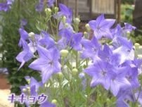 ”運気向上の花”桔梗が涼しげに咲き誇る　紫や白の約800株が見ごろ　兵庫・香美の寺