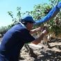 記録的豪雨 収穫目前の梨に深刻被害