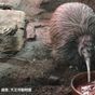 天王寺動物園のキーウィ死ぬ　42歳