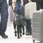 紙幣探知犬 成田空港に国内初の導入