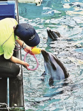 マダライルカが１歳に　飼育環境下では国内初、和歌山県太地町くじらの博物館