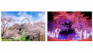 巨大遊園地の桜並木に2500本の桜！ 「さがみ湖桜まつり」が開幕
